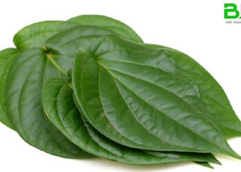 Cách chữa đau mắt đỏ bằng lá trầu không có nên áp dụng không?