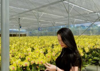 Nhức mắt là dấu hiệu của bệnh gì