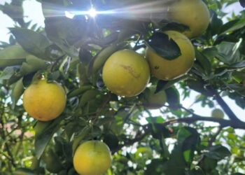 Trái cây tốt cho mắt cận